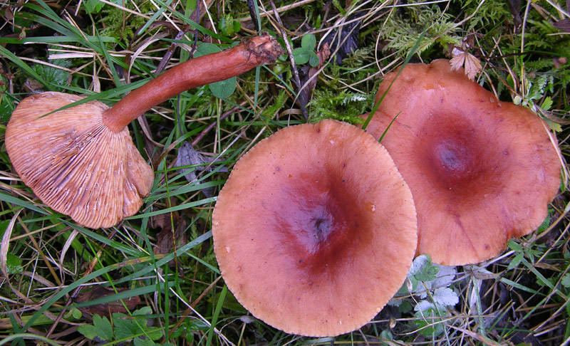 Ultimi Lactarius inediti.